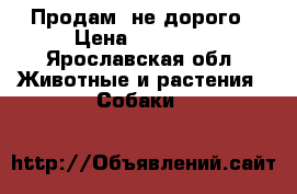 Продам  не дорого › Цена ­ 10 000 - Ярославская обл. Животные и растения » Собаки   